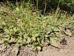 Plantago virginica