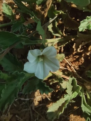 Convolvulus farinosus