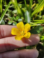 Ludwigia peploides