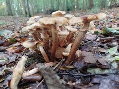 Armillaria mellea