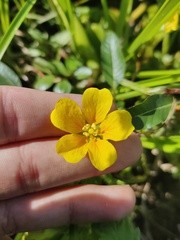 Ludwigia peploides