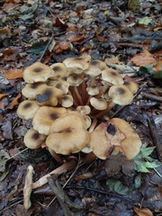 Armillaria mellea