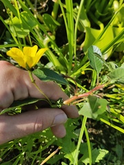 Ludwigia peploides