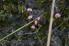 Sedum goldmanii