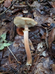 Armillaria mellea