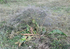 Limonium platyphyllum