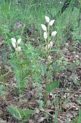 Cephalanthera damasonium