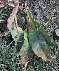 Limonium platyphyllum