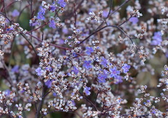 Limonium platyphyllum