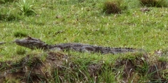 Caiman yacare