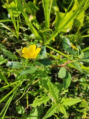 Ludwigia peploides