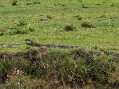 Caiman yacare