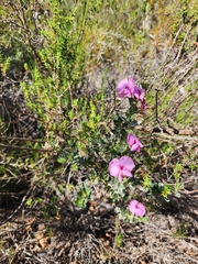 Podalyria variabilis