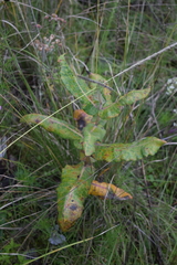 Asclepias notha