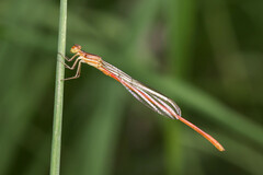 Argiocnemis rubescens