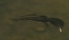 Triturus carnifex