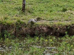 Caiman yacare