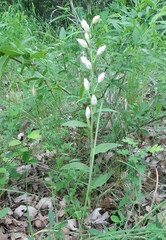 Cephalanthera damasonium
