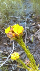 Phyllota phylicoides