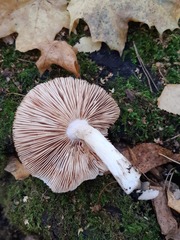 Pluteus