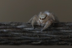 Thyene imperialis