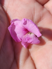 Podalyria variabilis