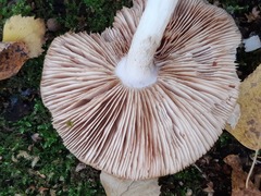 Pluteus
