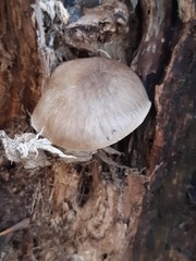 Pluteus