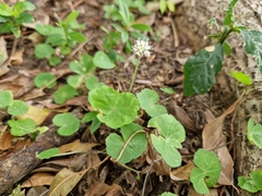 Hydrocotyle leucocephala