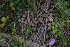 Lagomorpha