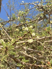 Vachellia tortilis