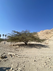 Vachellia tortilis