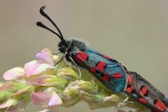 Zygaena rhadamanthus
