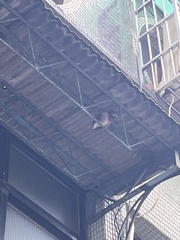 Acridotheres tristis