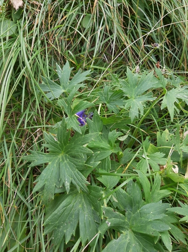 Delphinium oxysepalum, photograph 2