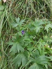 Delphinium oxysepalum, photograph (c) sjajuga, some rights reserved (CC BY)