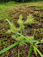 Cyperus pilosus