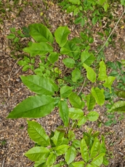 Handroanthus heptaphyllus