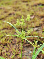 Cyperus pilosus