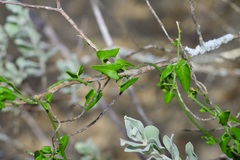 Matelea sagittifolia
