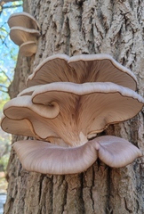 Pleurotus ostreatus