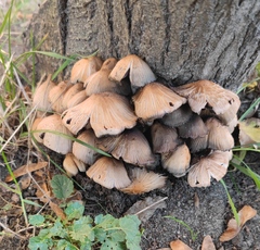 Coprinellus