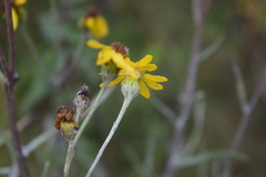 Senecio stoechadiformis