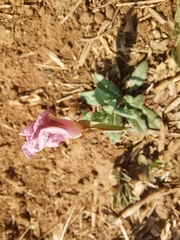 Oenothera tetraptera