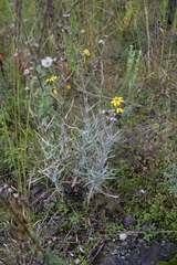 Senecio stoechadiformis