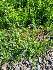Sonchus arvensis arvensis