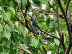 Dicrurus leucophaeus leucogenis