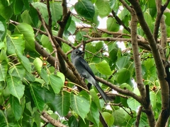 Dicrurus leucophaeus leucogenis