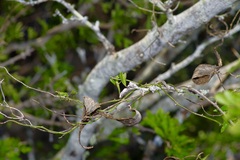 Matelea sagittifolia