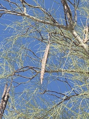 Moringa peregrina
